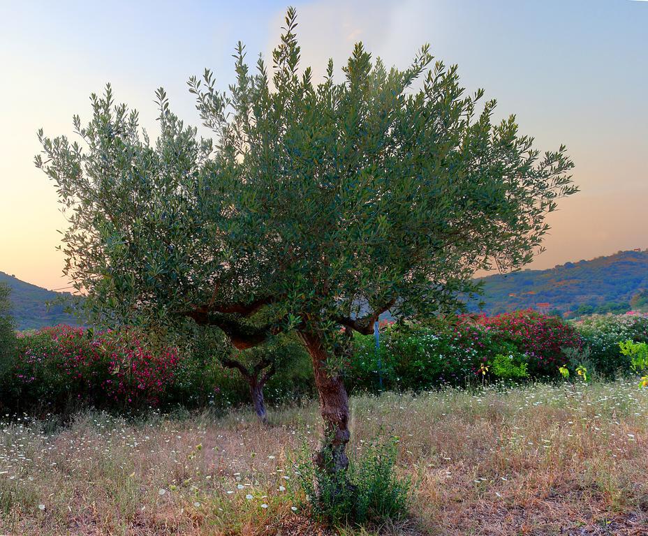 B&B Cilentum Agropoli Zewnętrze zdjęcie